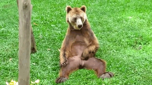 Bear Rubbing GIF - Find & Share on GIPHY