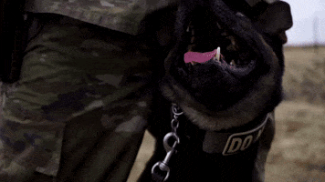 Armed Forces Dogs GIF by California Army National Guard