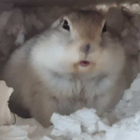 Squirrel Eating GIF