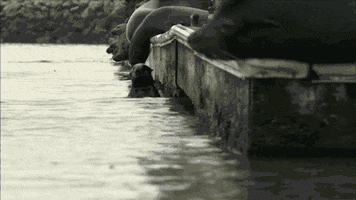 Sea Otter GIF by Nature on PBS