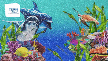 Under Water Fish GIF by Tropic Marin