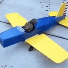 Meme GIF