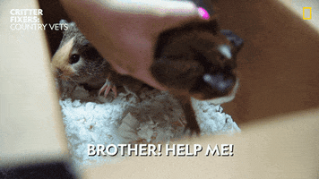 Help Me Brother GIF by Nat Geo Wild
