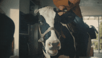 Cowboy Cow GIF by Philadelphia Cream Cheese