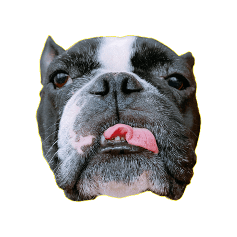 French Dog Sticker by smelleigh