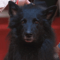 Can You Help Me GIF by American Kennel Club