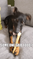 Hungry Dog GIF by CLEVIS