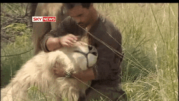 kedi cute gif lion kedidir GIF