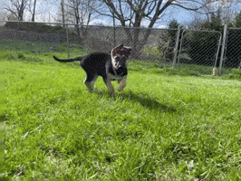 Shenandoah Shepherd Rescue GIF