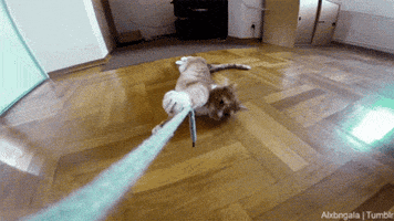 cats lines GIF