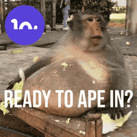 Ape Meme Gif By Bitpal Find Share On Giphy Ape Meme Gif By Bitpal Find Share On Giphy