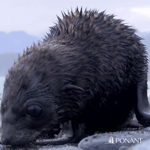 Baby Environment GIF by PONANT