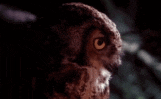 twin peaks owl GIF