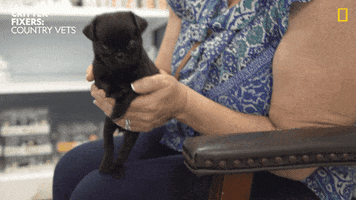 National Geographic Dog GIF by Nat Geo Wild
