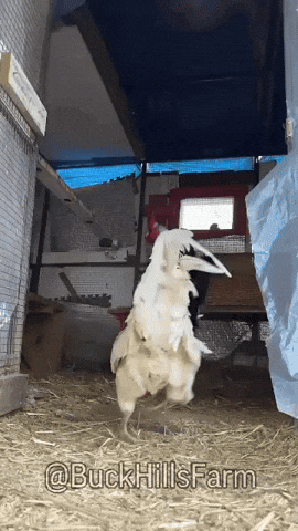 Chickens Roosters GIF by Buck Hills Farm