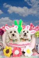 We Love You Dogs GIF by HammyandBrody