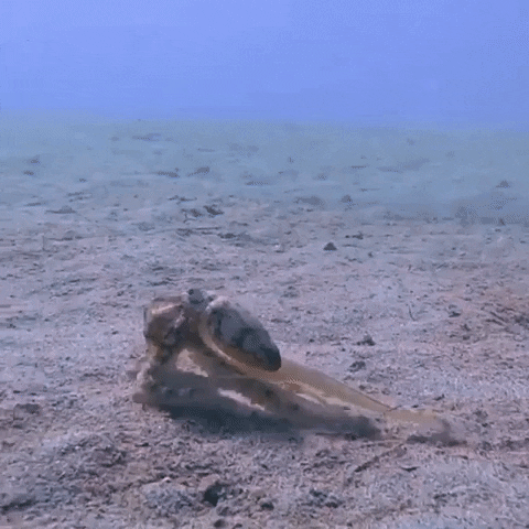 Chuck Cephalopod GIF by OctoNation® The Largest Octopus Fan Club!