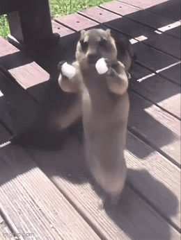 Animated GIF
