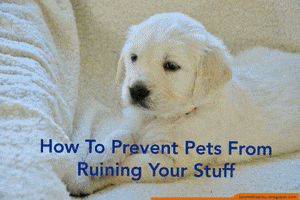 Dog GIF