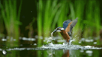 Pbs Nature Birds GIF by Nature on PBS
