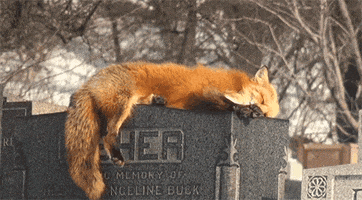 fox sleeping GIF