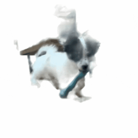 Dogs Puppy GIF by SpotlightSonia