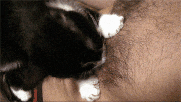 cat biting GIF