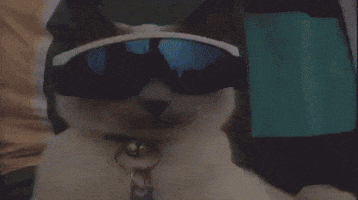 Cat Chilling GIF