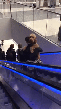 Every Dog Has Its Day: Labradoodle Carried Down Airport Escalator