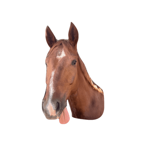 Elcee Equestrian Sticker
