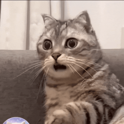 Cat What GIF