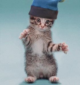 Video gif. An image of a kitten edited to to look like its moving. The kitten wears a blue beanie and sits upright with paws in the air while it's head bobbles back and forth.