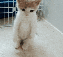 200.gif
