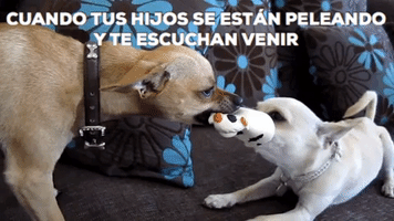 Siblings Maternidad GIF