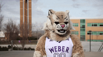 Weber State Waldo Wildcat GIF by Weber State University