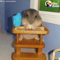 Cute-animals-doing-cute-things GIFs - Get the best GIF on GIPHY