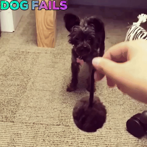 Tinydog Fetch GIF by Shelly Saves the Day