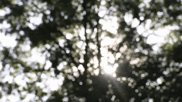 Forest Cover Sunlight GIF by JC Property Professionals