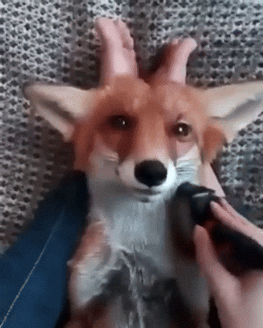 adorable fox GIF