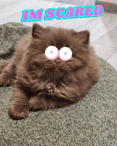 Cat GIF