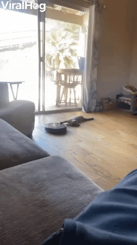 Siamese Cat Lets Roomba Drag Him Around GIF by ViralHog