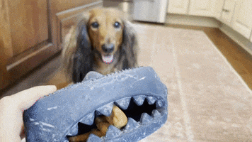Dachshund GIF