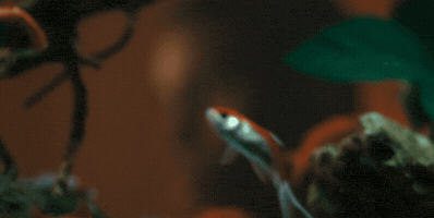 Zoning Out Fish Tank GIF by Alan