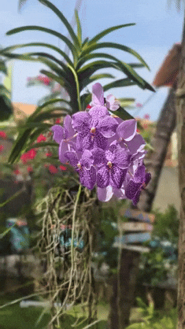 Vanda GIF by RiiA