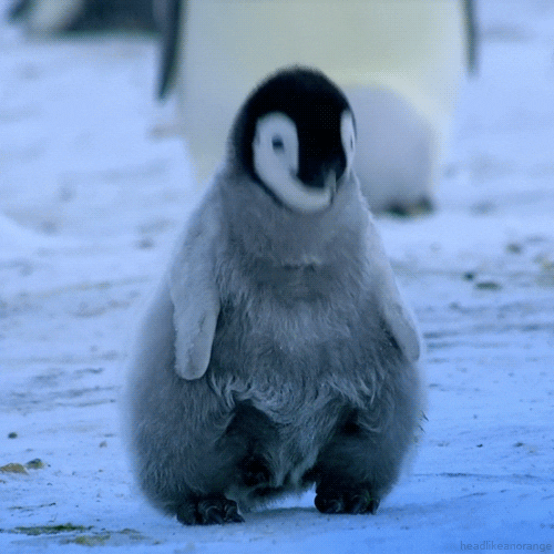 Happy World Penguin Day GIFs - Get the best GIF on GIPHY