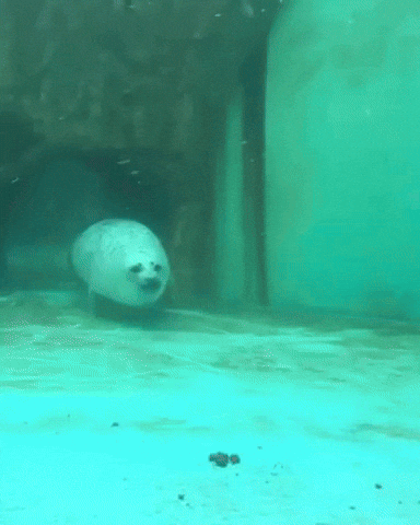 Seal Swimming GIF