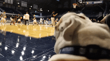 over it yes GIF by Butler University