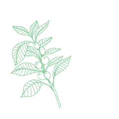 Specialty Coffee Sticker by Acaia