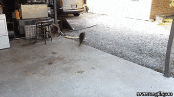 racoon grabbing GIF