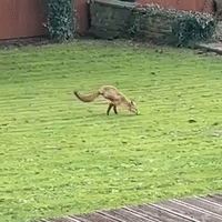 scurry gif